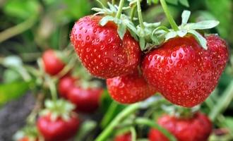 Fraises