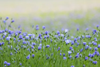 Champ de lin