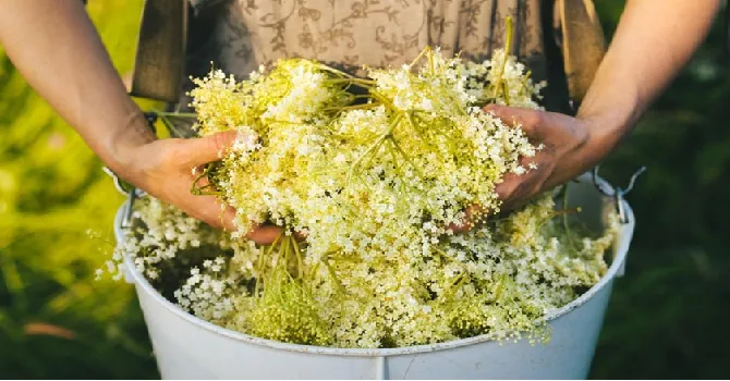 Happy Plantes : une infusion de transmission